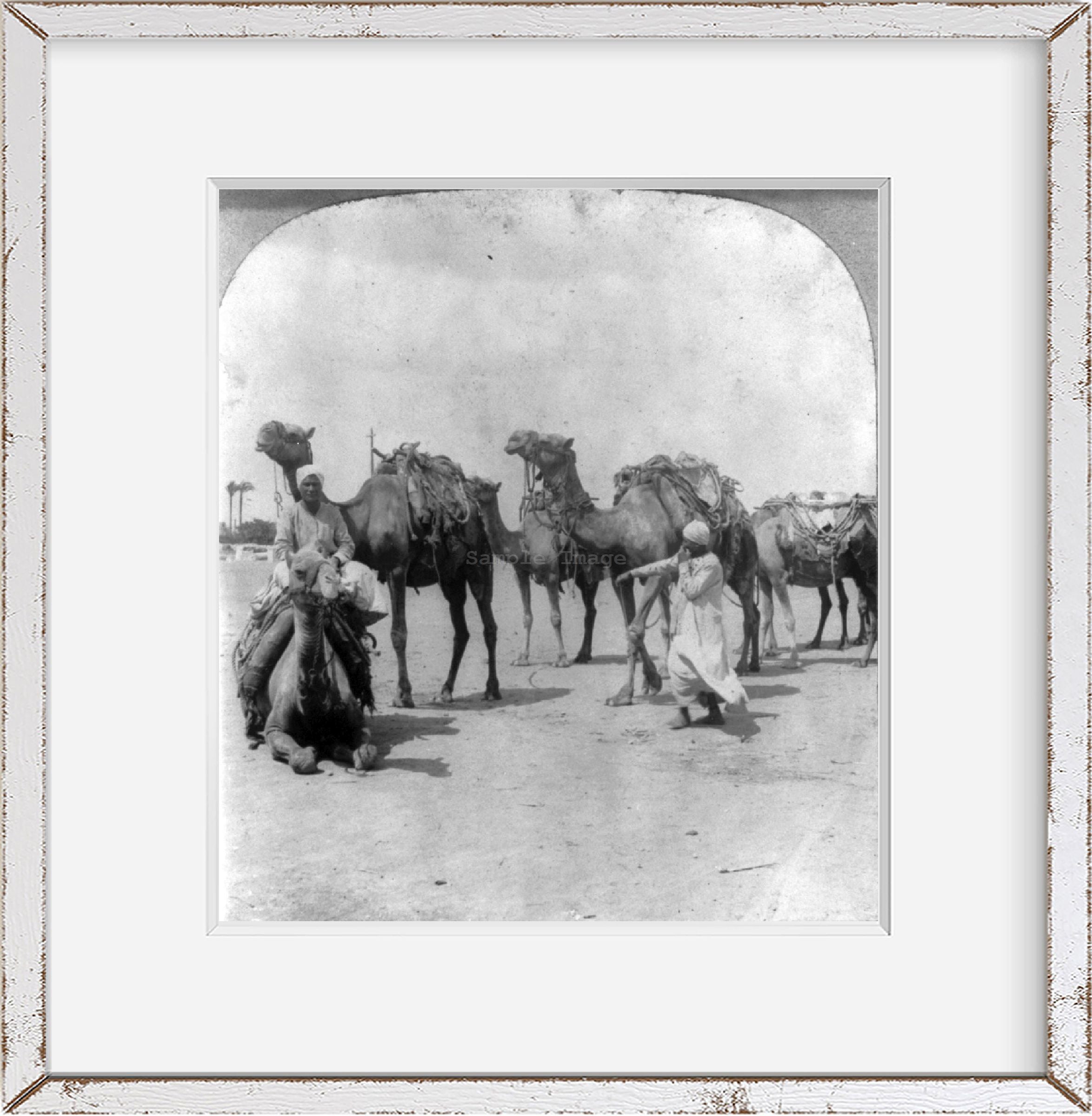 1903 Photo Camels, Cairo