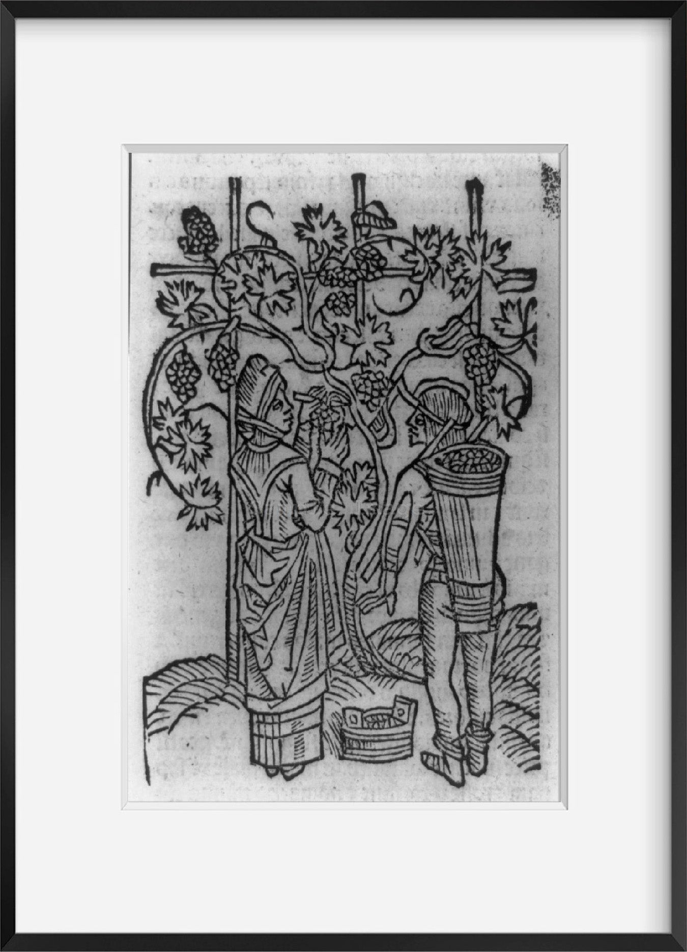 Vintage 1493 print: Viticultural scenes - man and woman picking grapes
