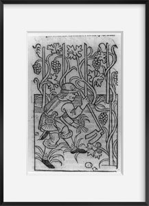 Vintage 1493 print: Viticultural scenes - man using two-pronged hoe in vineyard