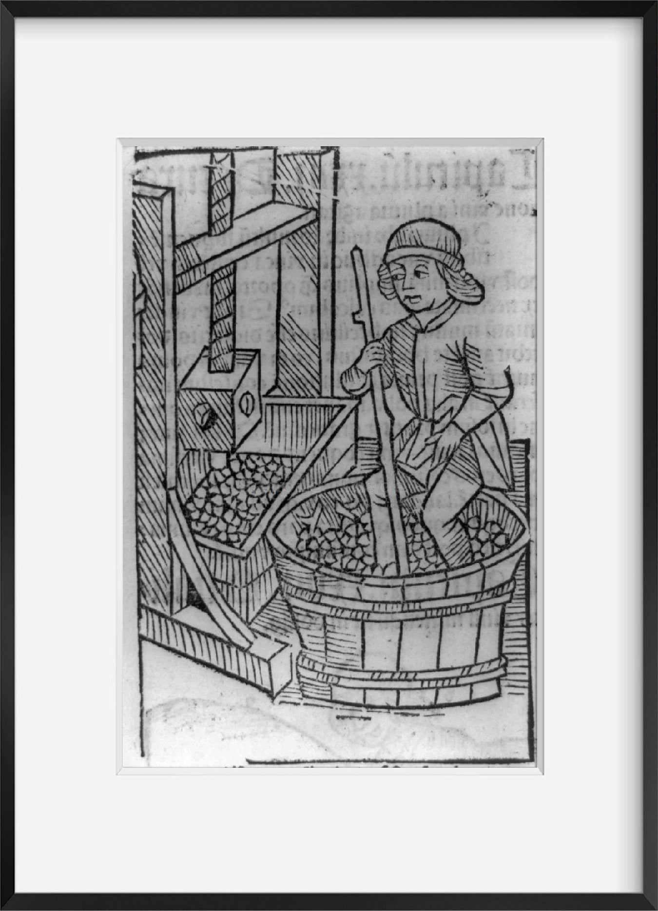 Vintage 1493 print: Viticultural scenes - man crushing grapes in vat with his fe