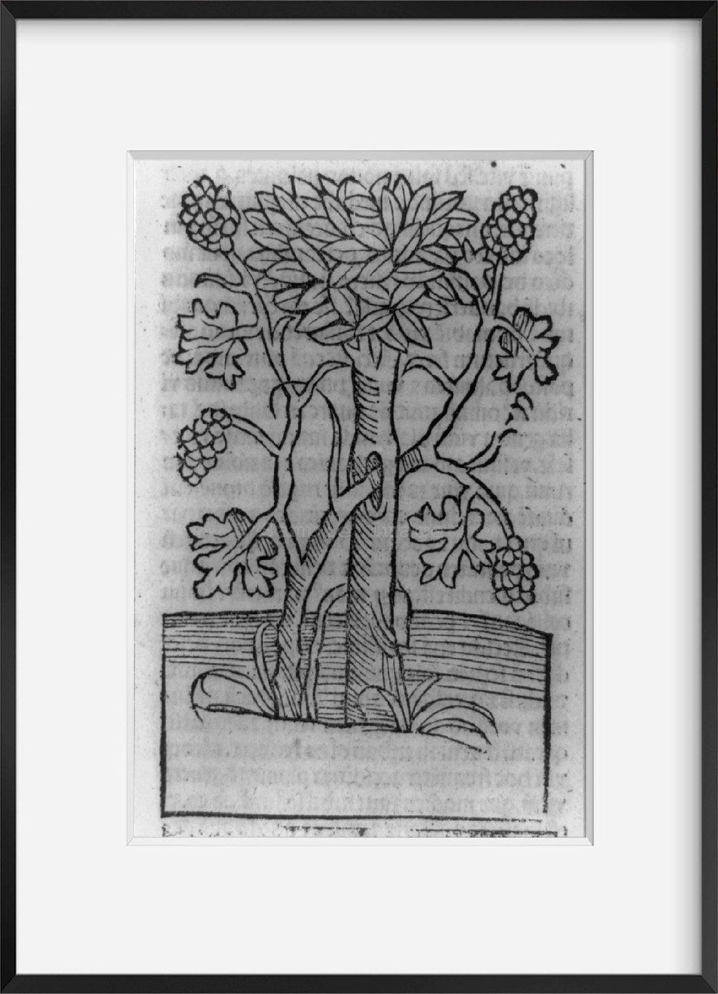 1493 Photo Viticultural scenes - grape vine - New York Map Company