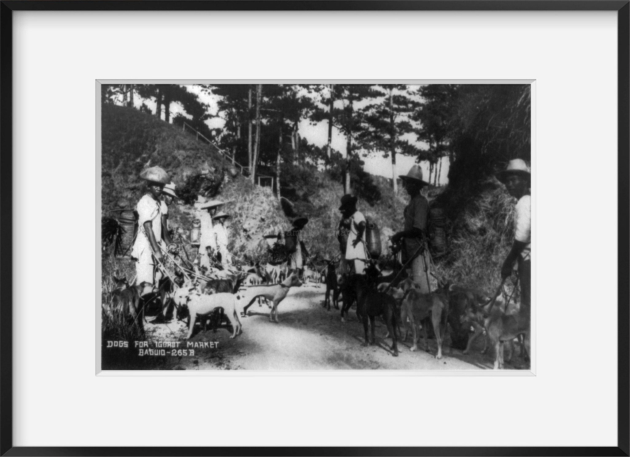 between 1920 and 1925? photograph of Dogs for Igorot market, Baguio Summary: Pos