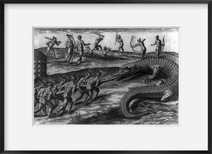 Photo: Rene Goulaine de Laudonniere, Jean Ribault, Florida, 1591, Killing Alliga