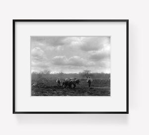 1899 Photo Spring ploughing, New England Location: New England