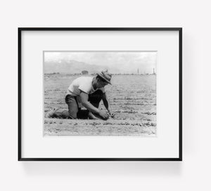 Photo: Manzanar, CA, 1942, Ichiro Okumura, thinning radishes, WWII