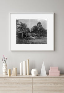 1900 Photo Africa. Valley of Senegal. Village scene showing ox carts.
