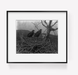 Photo: Eagles in Nest, Mount Desert Island, Lafayette National Park, Maine, c1919, ME