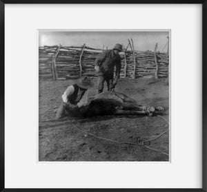 Photo: Branding horse, men, cowboys, ranch, Southwest US, 1901