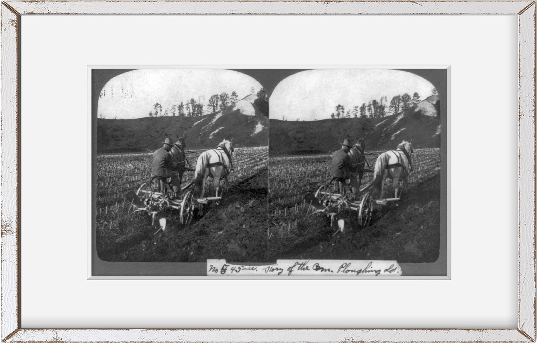 Photo: Photo of Stereograph, Story of the Corn Ploughing Old Corn Land, c1906, Hors