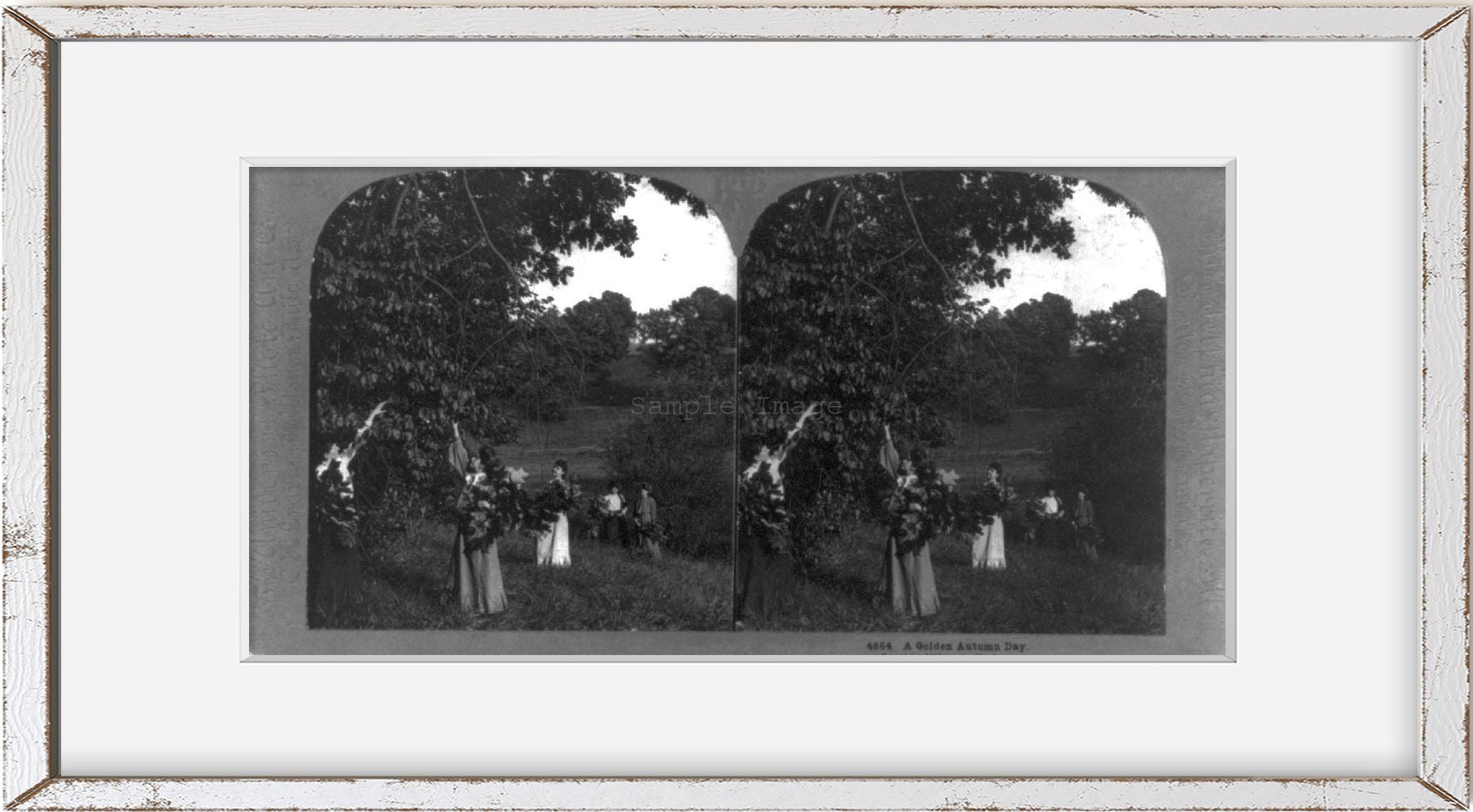 Photo: Photo of Stereograph, A Golden Autumn Day, Women Gathering Leaves, Trees, c19