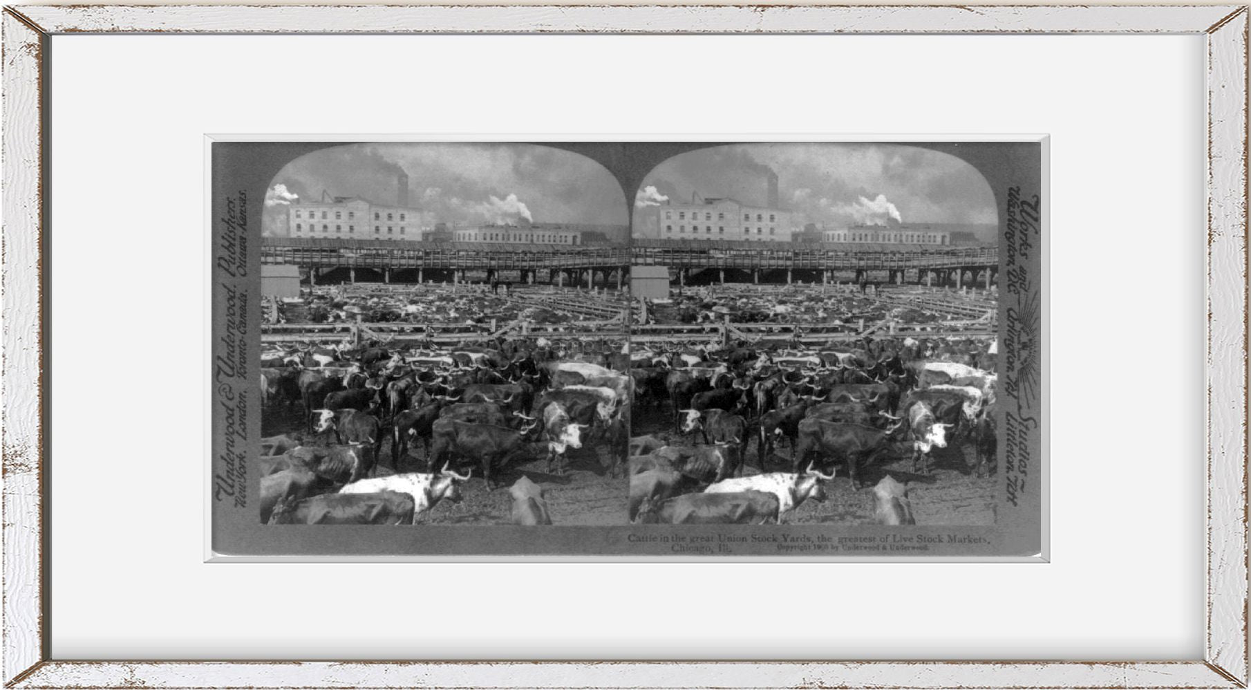 Photo: Reproduction, Cattle, Great Union Stock Yards, Chicago, Illinois, Live Stock M