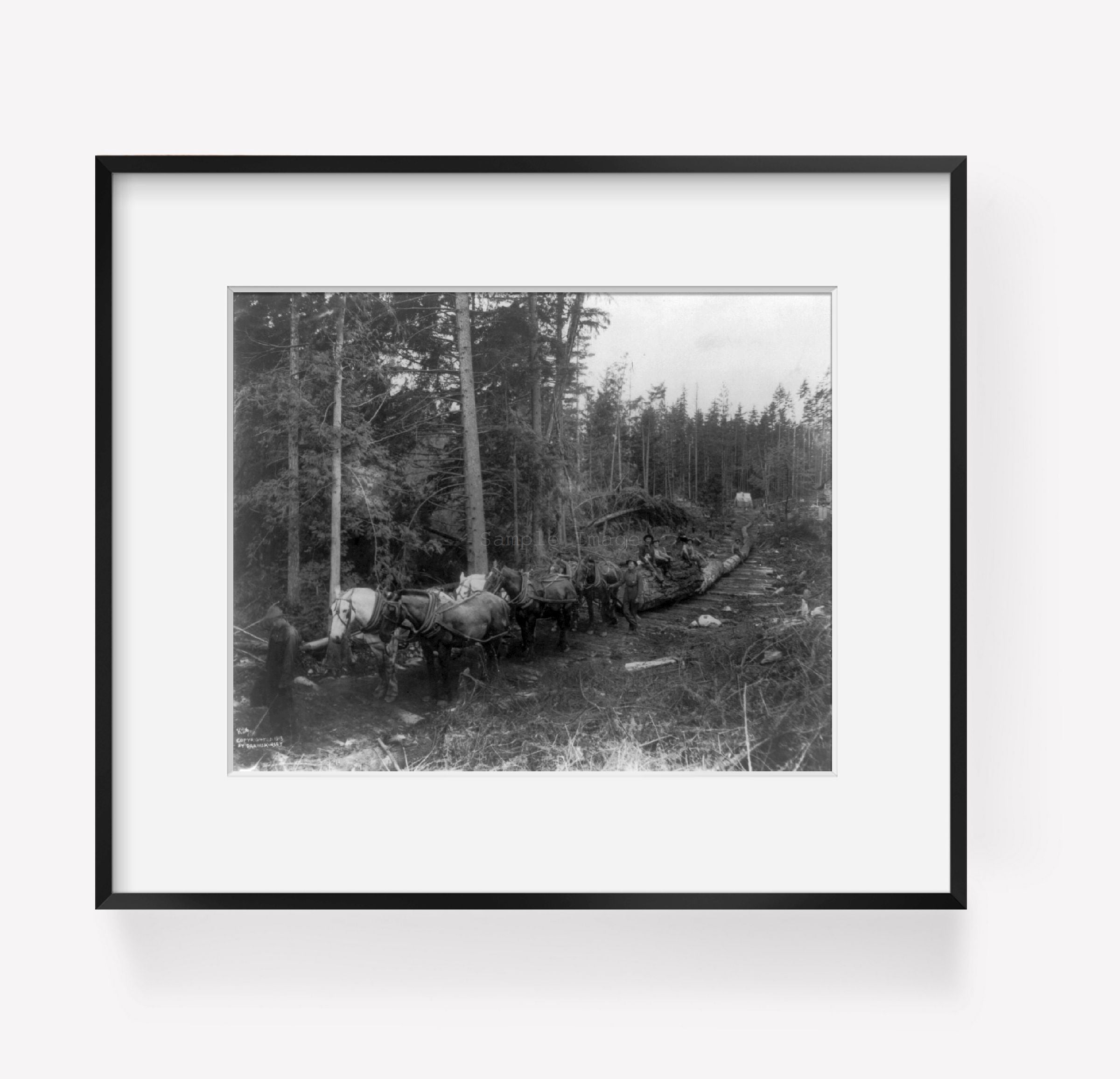 Photo: Lumbering operations, Cascade Mountains, c1906-23, horses pulling log train,