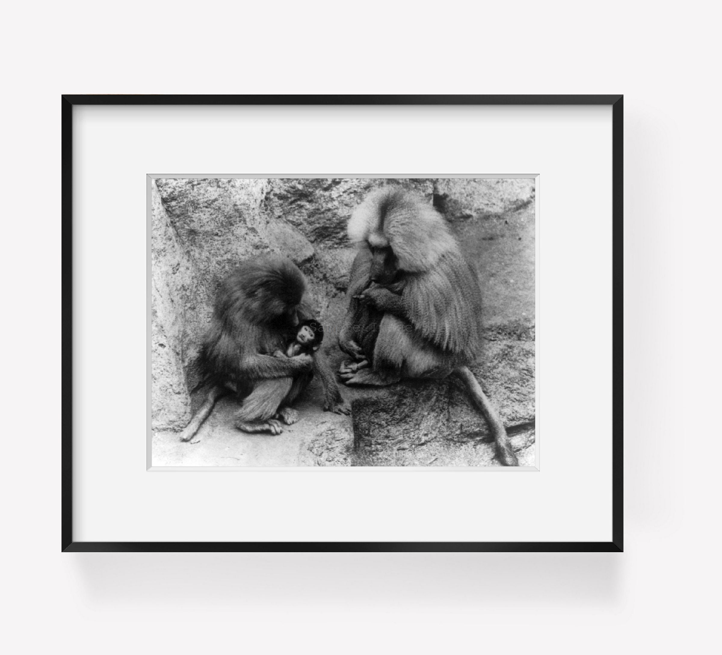 Photo: Baboon family group, mother is cradling baby;father is masturbating, London