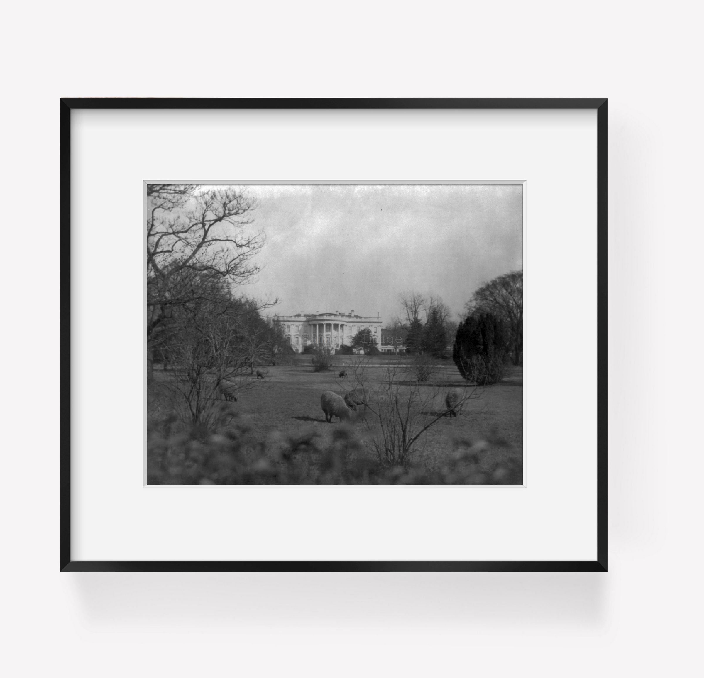 between 1914 and 1920 photograph of D.C. Wash. White House. Sheep grazing on the