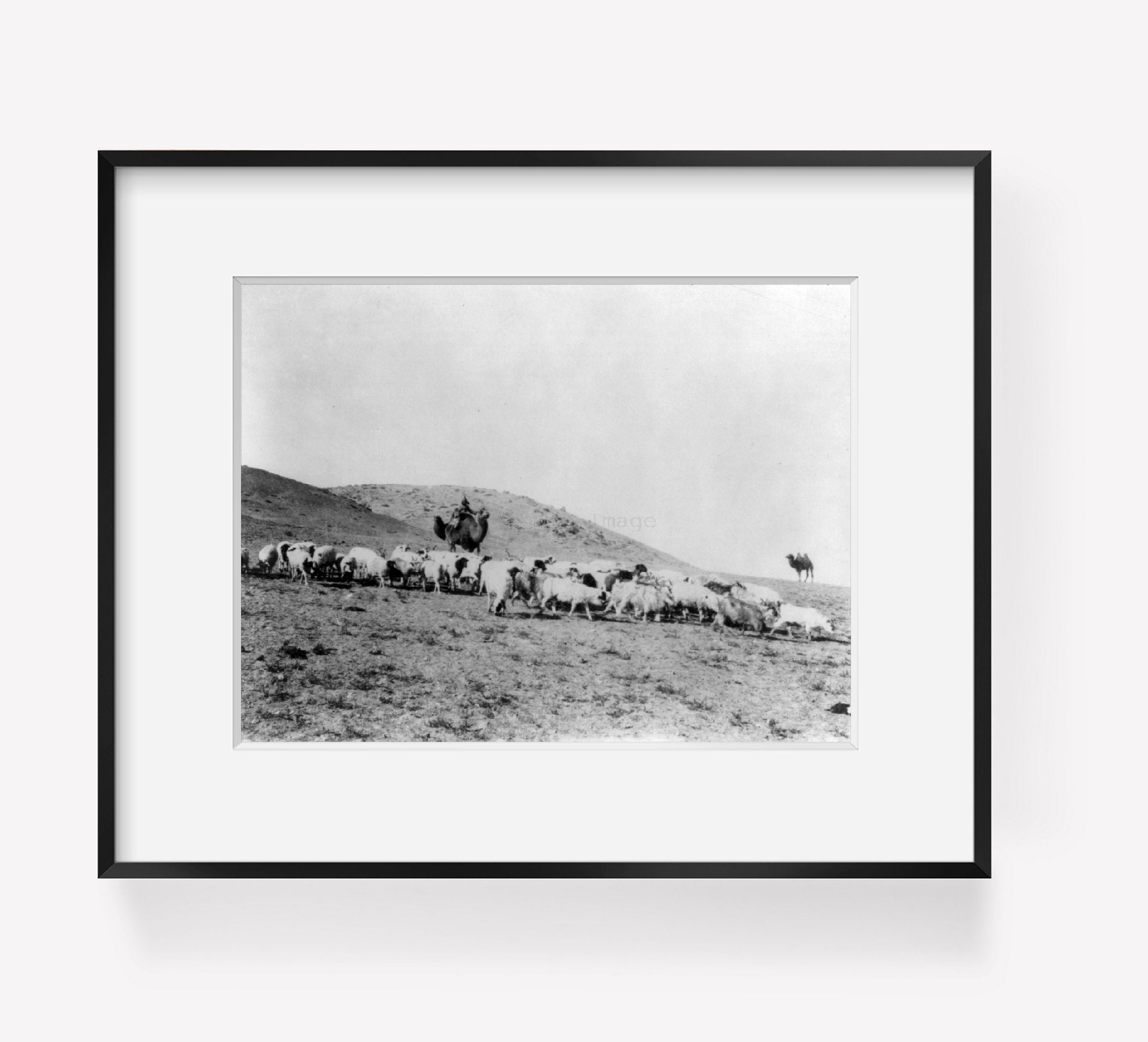 Photo: Mongolia. Shepherds on camels, watching over grazing sheep, 1920-1930, Asia