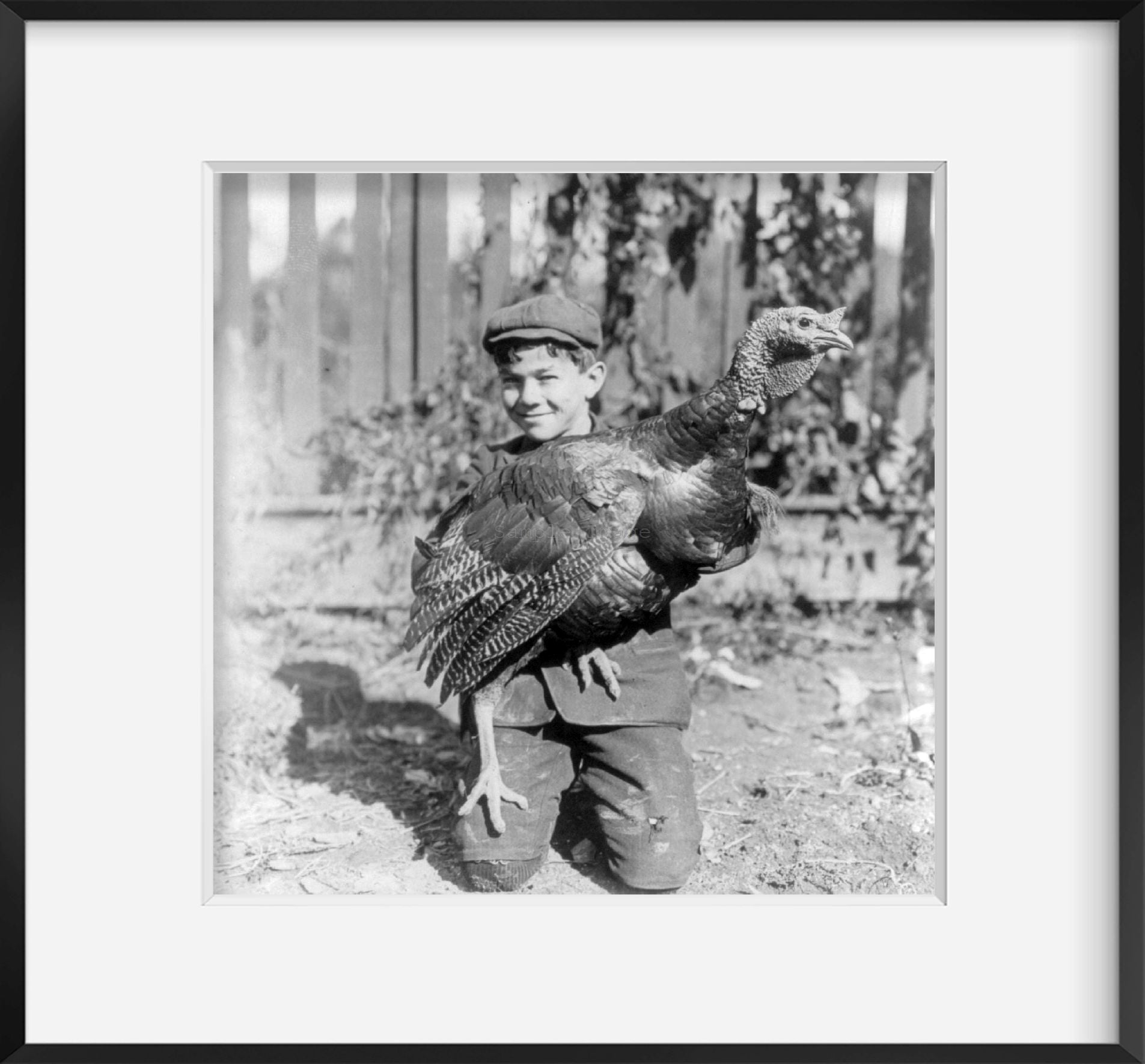 Photo: Boy holding large turkey, smiling, wearing hat, c1900s, kneeling on the groun