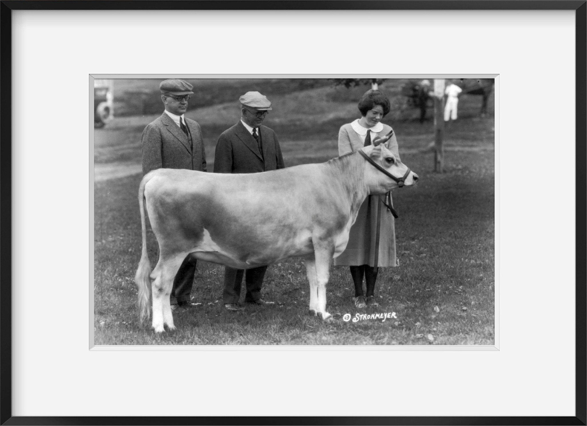 Photo: County/state fair, New England, 1922, US, Prize Heifer, Cow