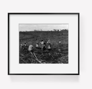 190-? photograph of Natives cutting and hoeing sugar cane. Cuba?