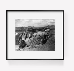 Photo: Puerto Rico, Sledging supplies, 2 oxen, Victor S. Clark