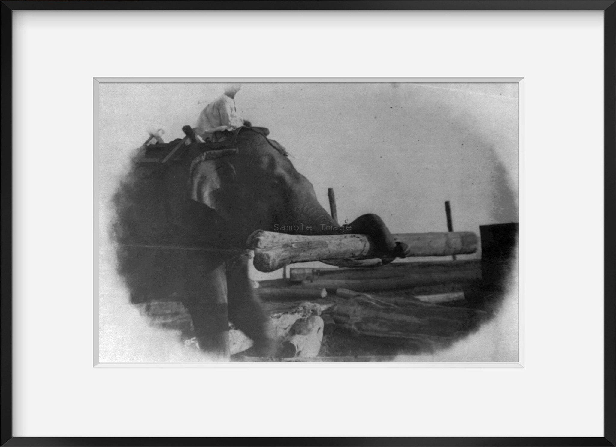 Photo: 1889, Elephant, Teak logs, Moulmein, Mawlamyaing, Mawlamyine . | Vintage