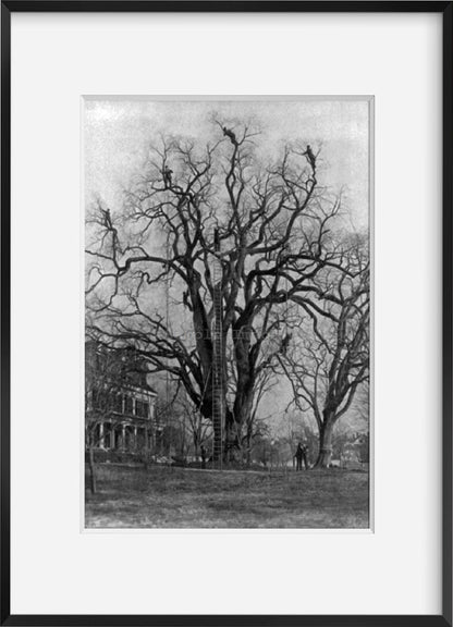 Photo: Men at work on the Dexter elm, Malden, Middlesex County, Massachusetts, MA, tr